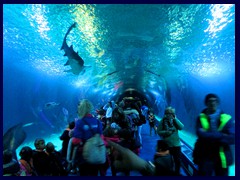 L'Oceanogràfic, underwater tunnel